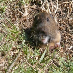 Nuisance Gopher Found In Minnesota