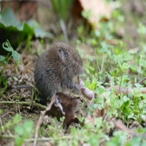 Typical Vole Found In Minneapolis