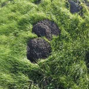 Lawn Damage Caused By Gophers In Minnesota