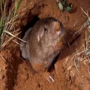 Typical Gopher Found In Minnesota