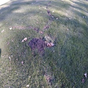 Lawn Damage Caused By Moles In Minnesota