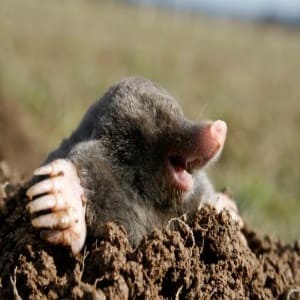 Typical Mole Found In Minnesota