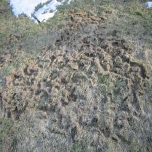 Lawn Damage Caused By Voles In Minnesota