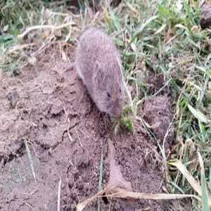 Typical Vole Found In Minnesota
