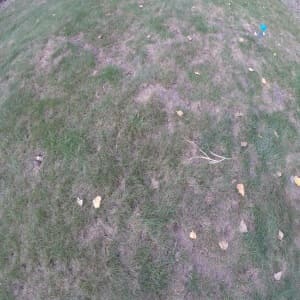 Lawn Damage Caused By Moles In Minneapolis