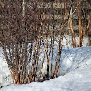 Shrub Damage Caused By Voles In Minneapolis